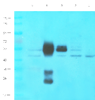 ICAM1 Mouse Monoclonal Antibody