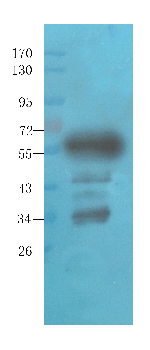 Pedf Mouse Monoclonal Antibody