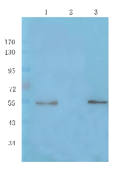 Pedf Mouse Monoclonal Antibody