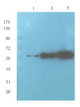 Pedf Mouse Monoclonal Antibody