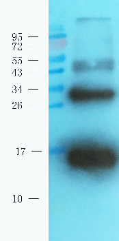 Cst3 Mouse Monoclonal Antibody