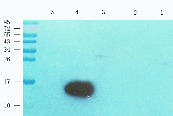 Cst3 Mouse Monoclonal Antibody
