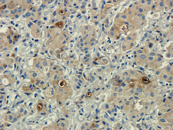 Cst3 Mouse Monoclonal Antibody