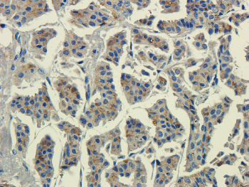 Cst3 Mouse Monoclonal Antibody