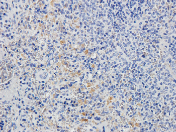 CD8 Mouse Monoclonal Antibody
