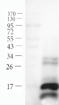 CD8 alpha Mouse Monoclonal Antibody