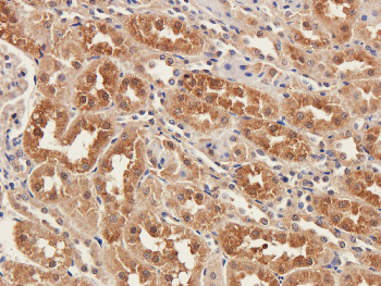 SDF2 Mouse Monoclonal Antibody