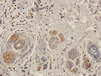 SDF2 Mouse Monoclonal Antibody