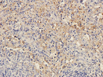 SDF2 Mouse Monoclonal Antibody
