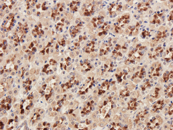 SDF2 Mouse Monoclonal Antibody