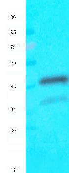 SDF2 Mouse Monoclonal Antibody
