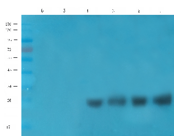 SDF2 Mouse Monoclonal Antibody
