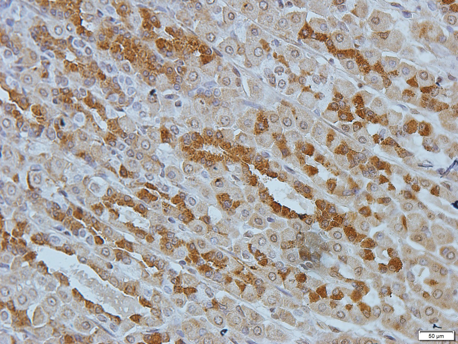 Filaggrin Rabbit Polyclonal Antibody