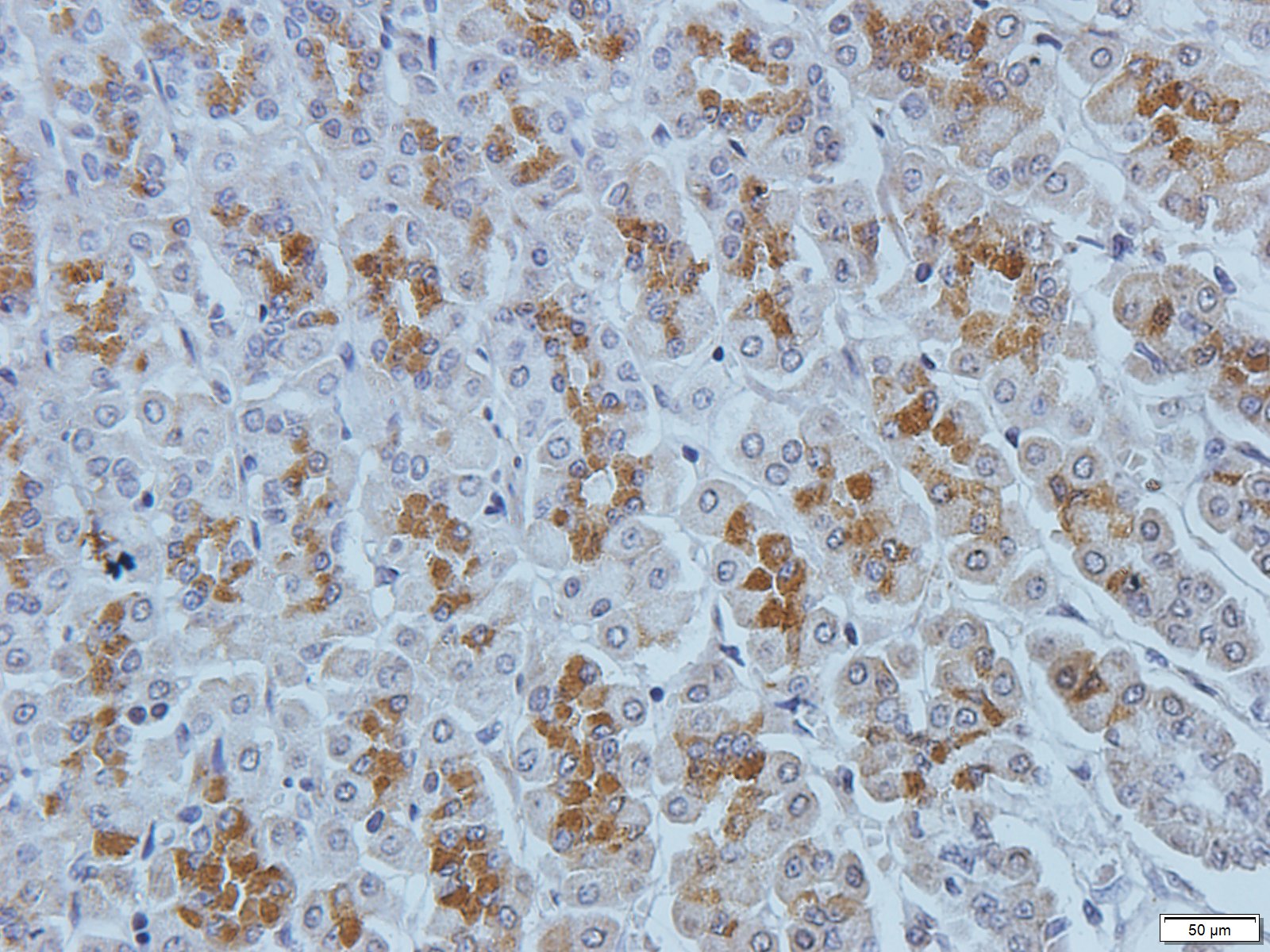 Filaggrin Rabbit Polyclonal Antibody