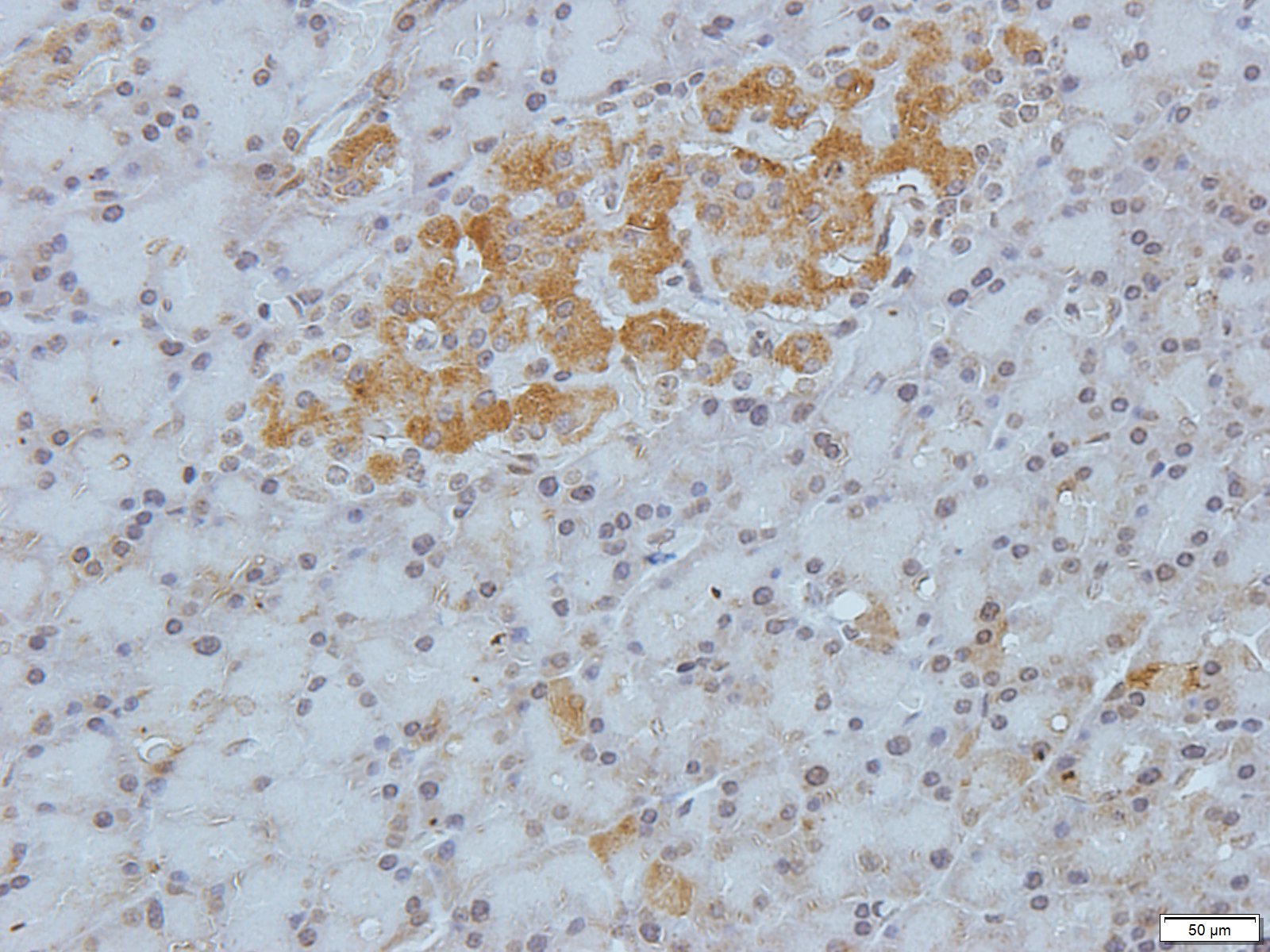 Filaggrin Rabbit Polyclonal Antibody