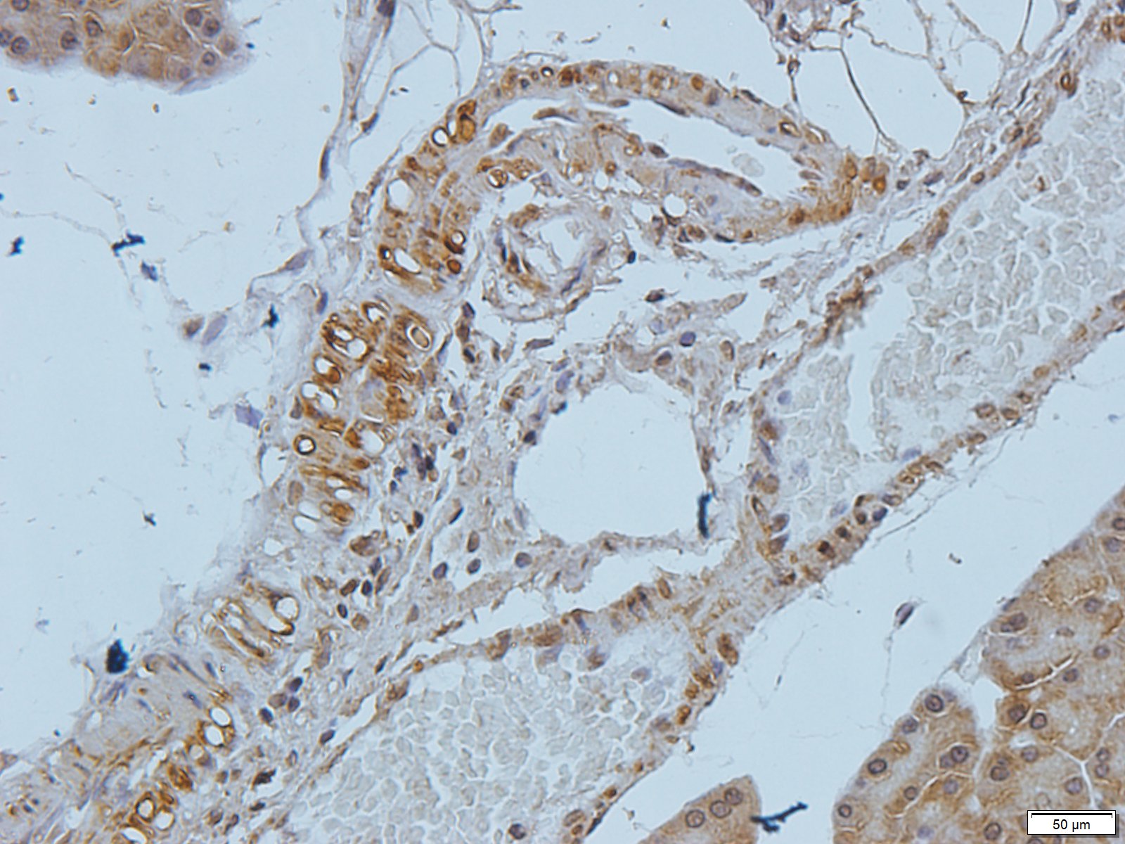 Filaggrin Rabbit Polyclonal Antibody