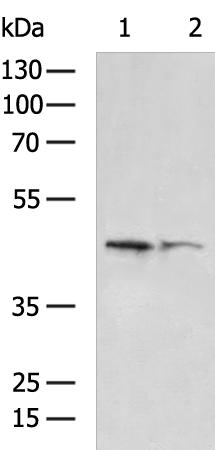 NFKBID Rabbit Polyclonal Antibody