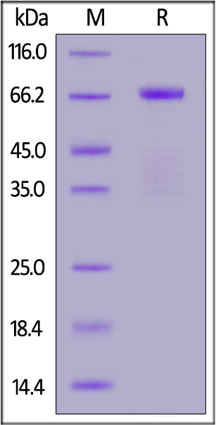 Human Hyaluronidase PH-20 Protein