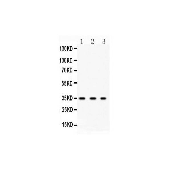 SPARC Antibody