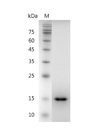 Recombinant GDNF (Glial-derived neurotrophic factor), Human, Animal-Free