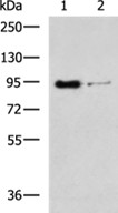 SEMA3G Antibody