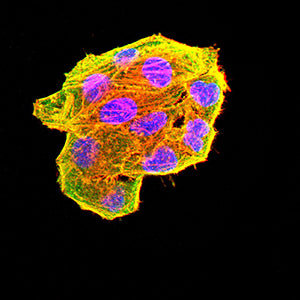 CD147 Antibody