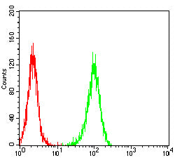 CD147 Antibody