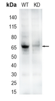 PAR1 Rabbit Polyclonal Antibody