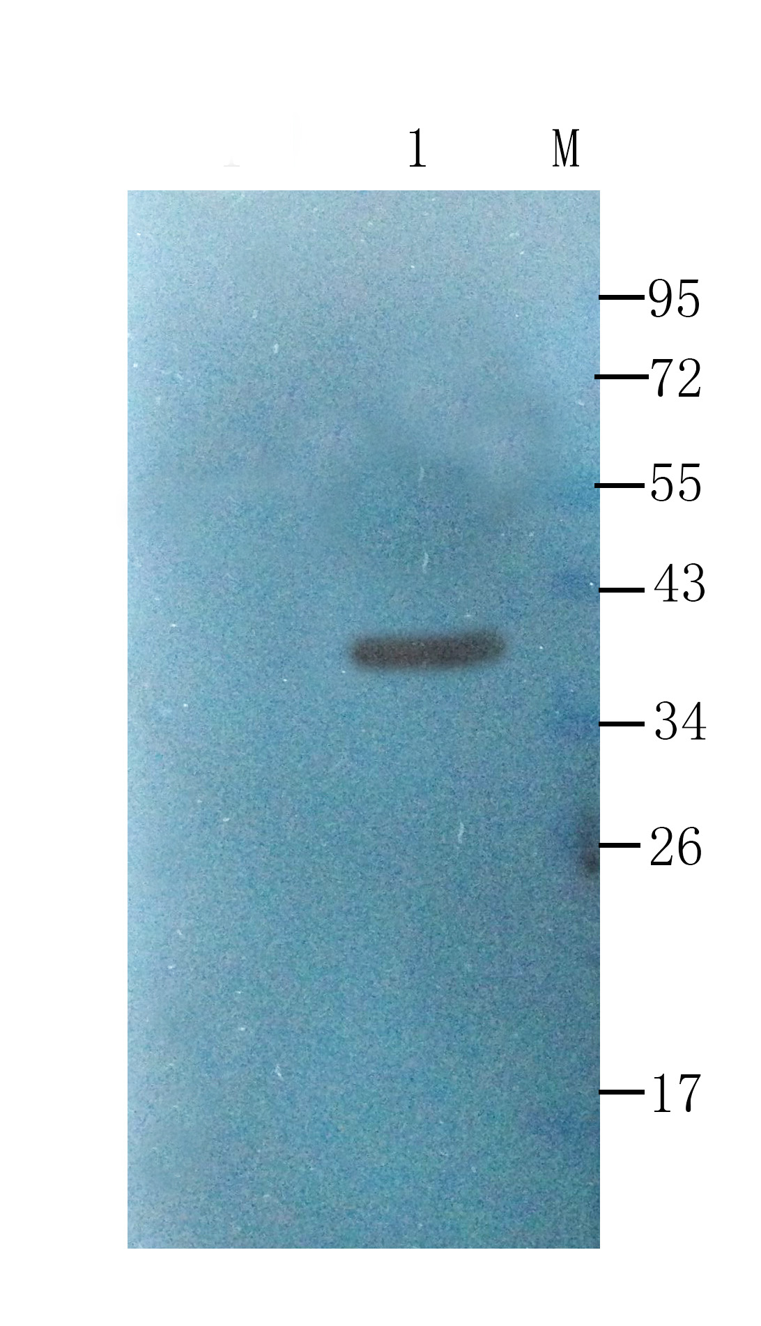 ompF Rabbit Polyclonal Antibody