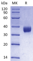 COVID-19 S Protein RBD (Omicron, BA.2)