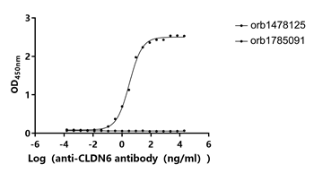 Human CLDN6-VLPs Protein