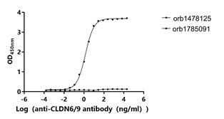 Human CLDN6-VLPs Protein