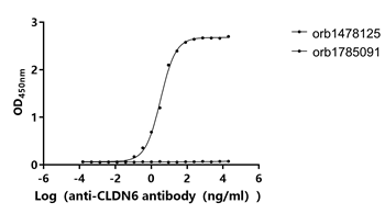 Human CLDN6-VLPs Protein