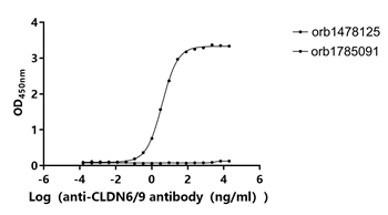 Human CLDN6-VLPs Protein
