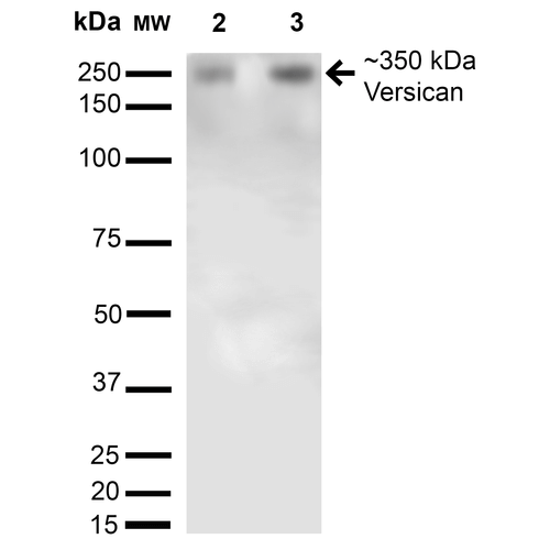 Versican Antibody (FITC)