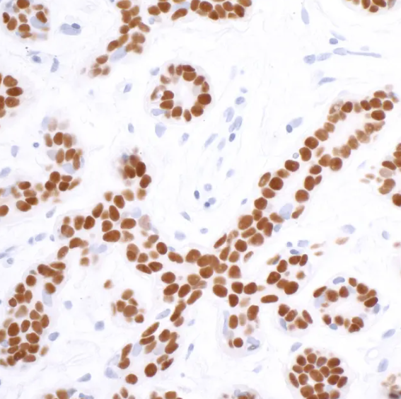 Rabbit anti-SOX10 Recombinant Monoclonal Antibody