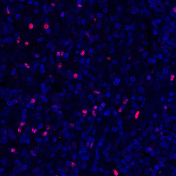 Rabbit anti-FOXP3 Recombinant Monoclonal Antibody