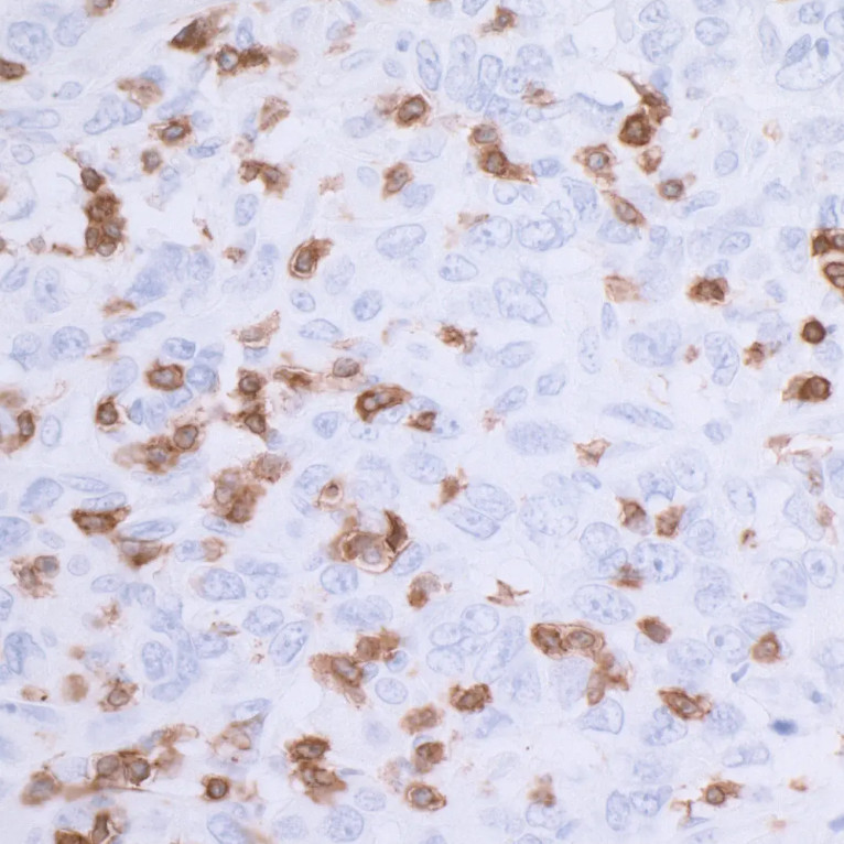 Rabbit anti-CD3E Recombinant Monoclonal Antibody