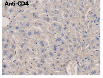 CD4 Antibody