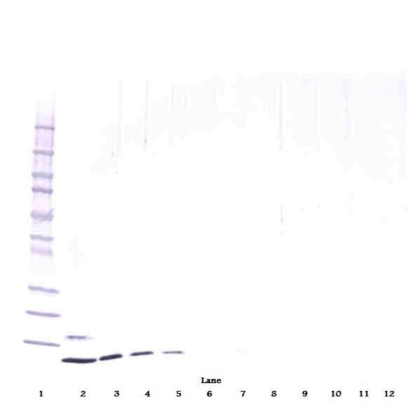 RETN/Resistin Antibody