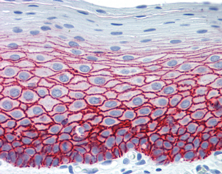 SDC1/Syndecan 1/CD138 Antibody