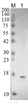 CF052/C6orf52 Rabbit Polyclonal Antibody