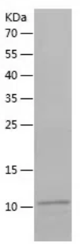 Recombinant Human NINJ1