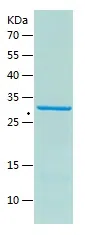 Mouse Apoa1 Protein