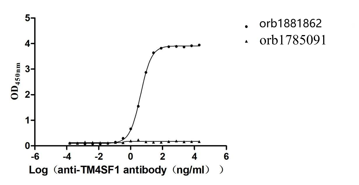 Recombinant Human Transmembrane 4 L6 family member 1 (TM4SF1)-VLPs (Active)
