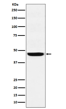SEC61A2 Antibody