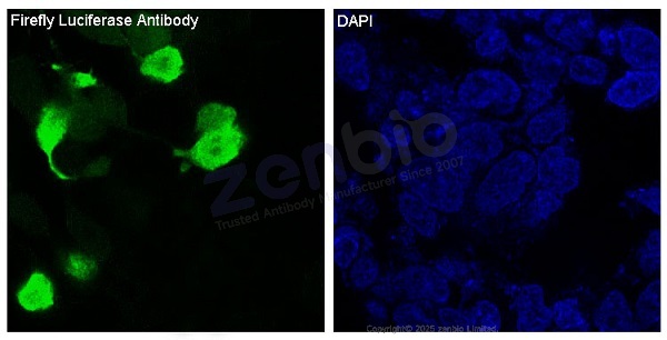 Firefly Luciferase Rabbit mAb