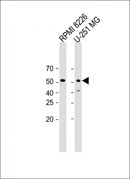GABRG3 Antibody (N-term)