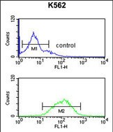 GABRG3 Antibody (N-term)