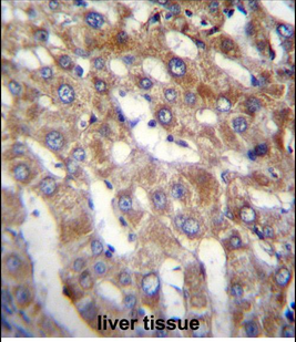 BEND7 Antibody (C-term)